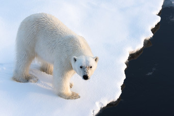 Obraz na płótnie Canvas Polar Bear on sea ice looking up at camera, nice golden light