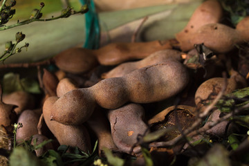 Tamarind pods with leaves.