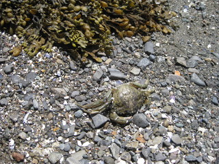 Crab II