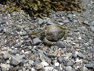 Crab Please
