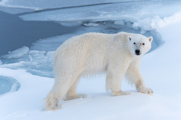 Fototapeta na wymiar Polar Bear on sea ice looking at camera