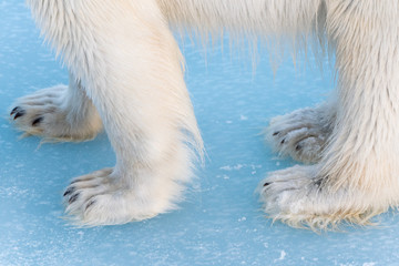 Close up of polar bear paws on ice