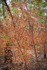 autumn leaves on tree