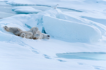 Polar Bear rolling around in the snow