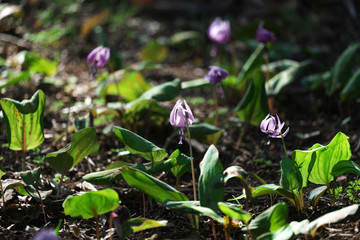 春の風景・かたくりの花