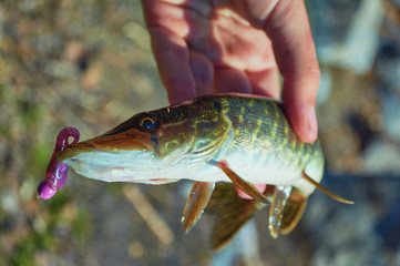 Open-mouthed  pike caught on a jig & soft bait. Fish in the hand of angler. Fishing on spinning in...