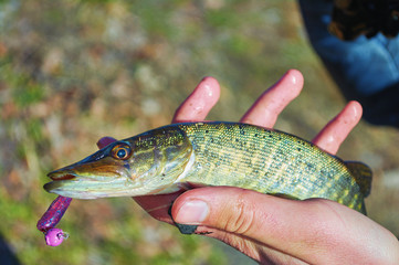 Open-mouthed  pike caught on a jig & soft bait. Fish in the hand of angler. Fishing on spinning in...