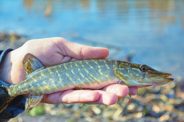 Pike in the hand of angler above the water. Fish on the lake background. Fishing spinning in early...