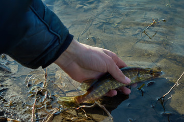 Angler releases caught pike back into the lake. Fishing on spinning in early spring. Respect for...