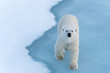 Polar Bear walking on thin ice, looking up at camera