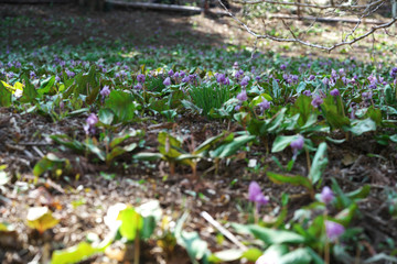 春の風景・かたくりの花の群生