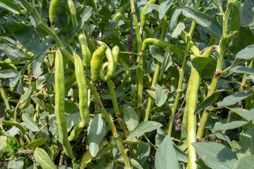  Vicia faba, also known as the broad bean, fava bean or tic bean.