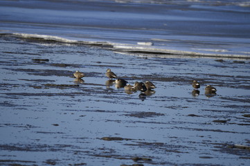 The birds of the sea