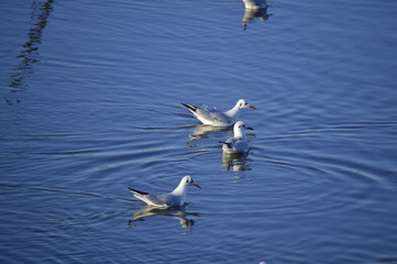 The birds of the sea