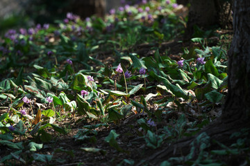 春の風景・かたくりの花の群生