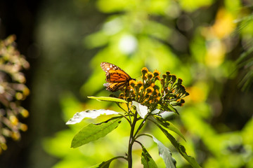 mariposa monarca