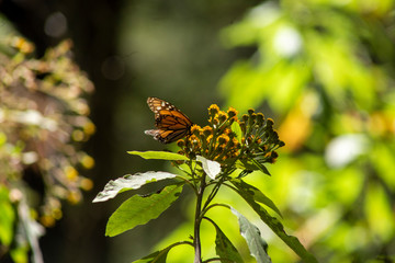 mariposa monarca