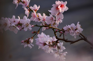 In full bloom in the peach blossom