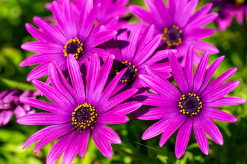 Purple flower in the garden; Osteospermum ecklonis. Spring season.