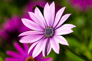 Purple flower in the garden; Osteospermum ecklonis. Spring season.