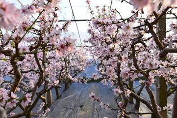 In full bloom in the peach blossom