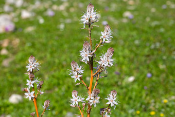 Fototapeta premium The herald of spring ; Asphodelus aestivus