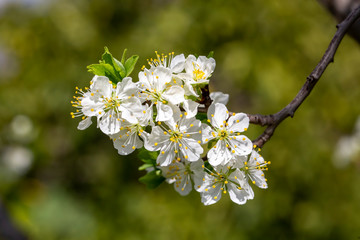 Green plum tree blossom in nature, spring season.