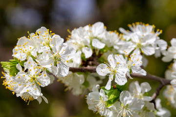 Green plum tree blossom in nature, spring season.