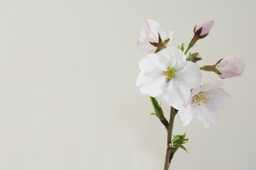 Naklejka na ściany i meble 桜の花　白背景