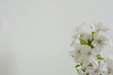 桜の花　白背景