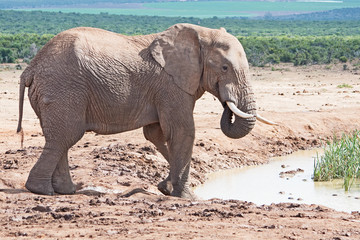 A bull African Elephant is drinking at a water hole near Port Elizabeth, South Africa.