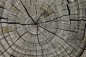 The old board as a background, the texture of the old tree