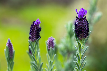 Beautiful lavenders blooming. Lavandula stoechas (French lavender, Spanish lavender, Topped...