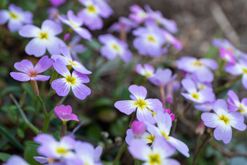 Fototapeta na wymiar Closeup of Wildflowers