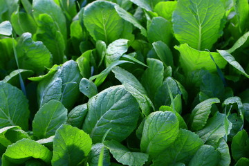Chinese cabbage in the fields