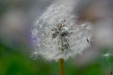 Obraz premium Flying Dandelion