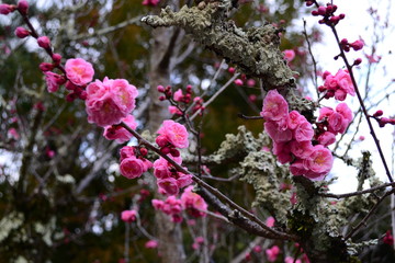 umetree