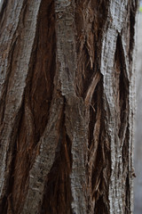 Cortex of a tree