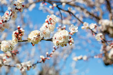Apricot tree flowers with soft focus. Spring white flowers on a tree branch. Apricot tree in bloom.