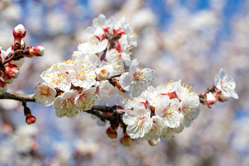 Apricot tree flowers with soft focus. Spring white flowers on a tree branch. Apricot tree in bloom.