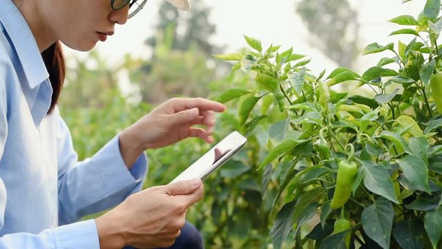 Young Asian attractive farmer in a field using tablet.