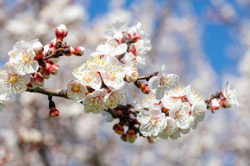 Apricot tree flowers with soft focus. Spring white flowers on a tree branch. Apricot tree in bloom.