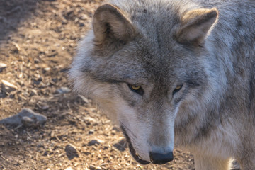 Wolf head closeup