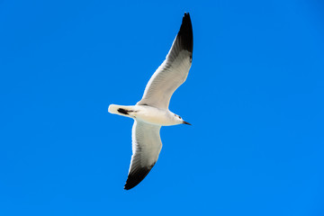 Gaviota en vuelo