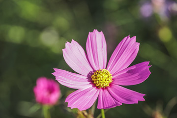 Fototapeta premium Cosmos flower..