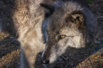Wolf head closeup