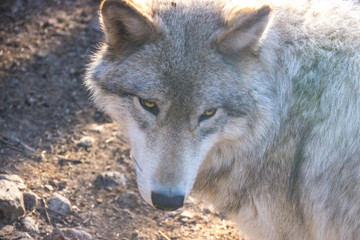 Wolf head closeup