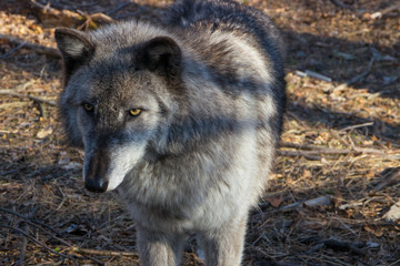 Wolf head closeup