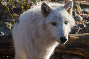 Obraz premium Wolf head closeup