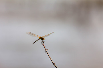 Dragonfly perched on a stick in the wind.